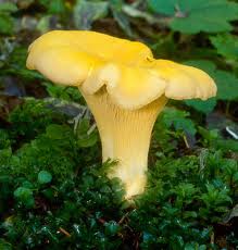 chanterelle.jpeg