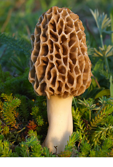 Morel_awesome.png